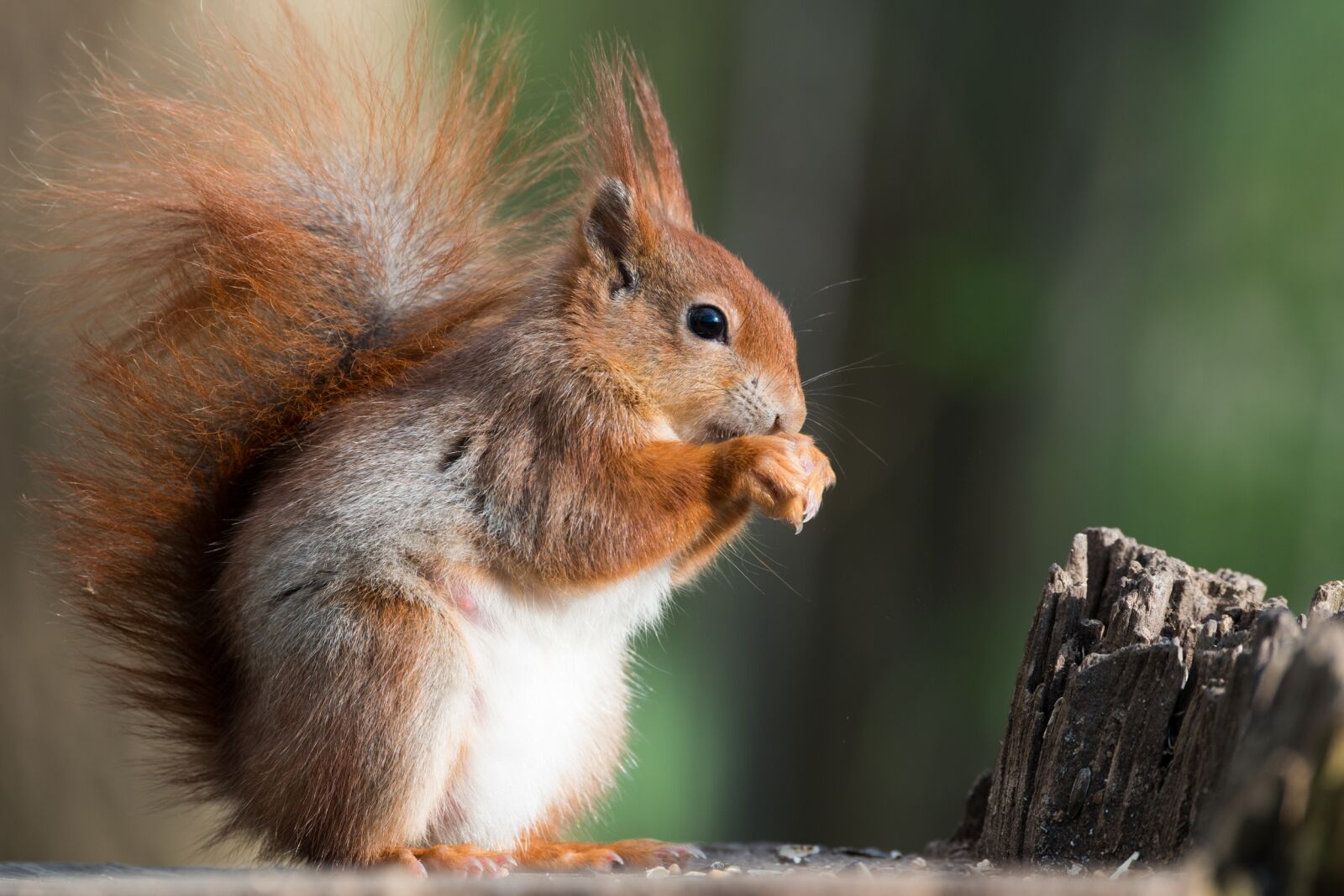 Nikon D800 sample photo. Squirrel, animal, possierlich photography