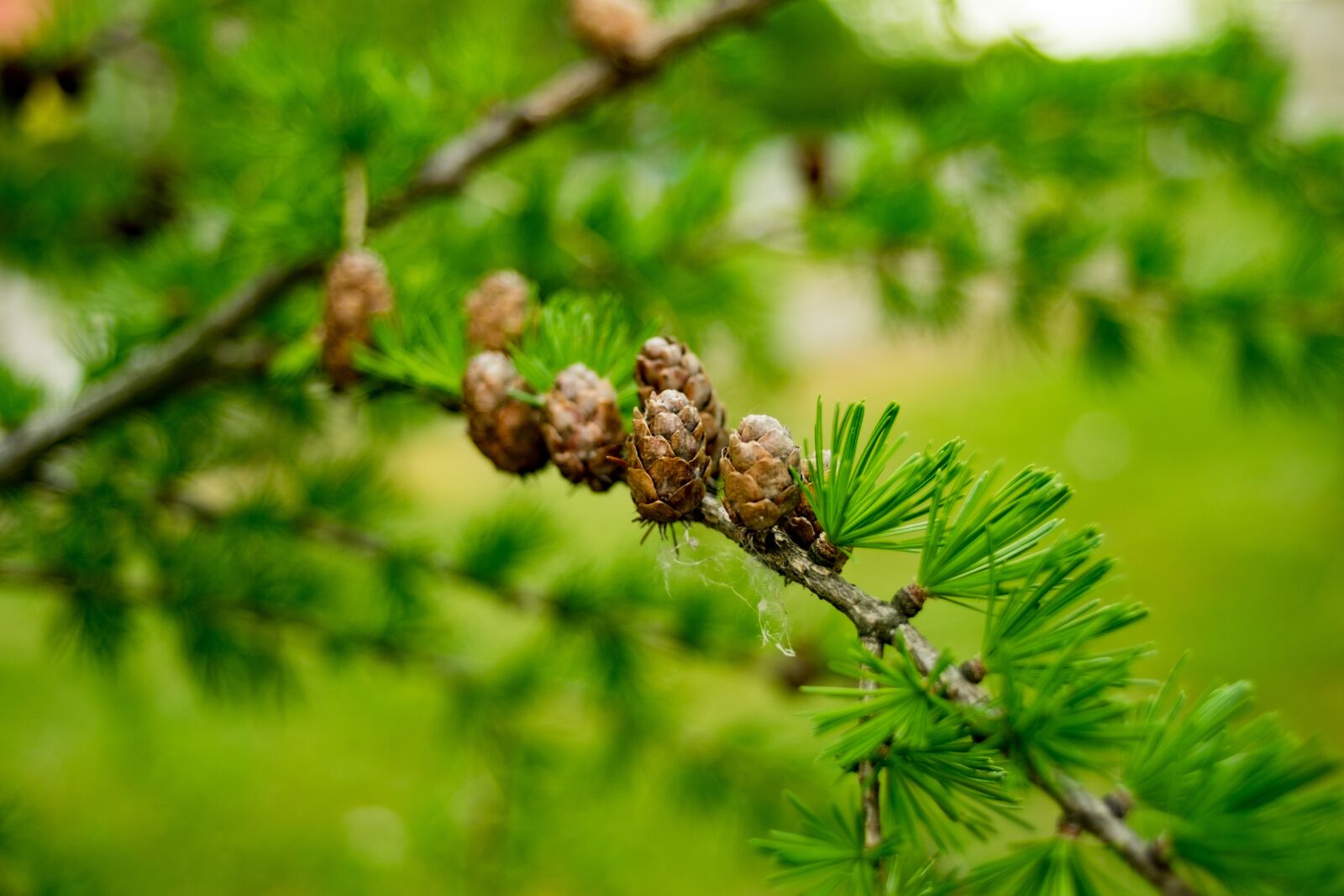Fujifilm X-T10 sample photo. Larch, needles, pine photography