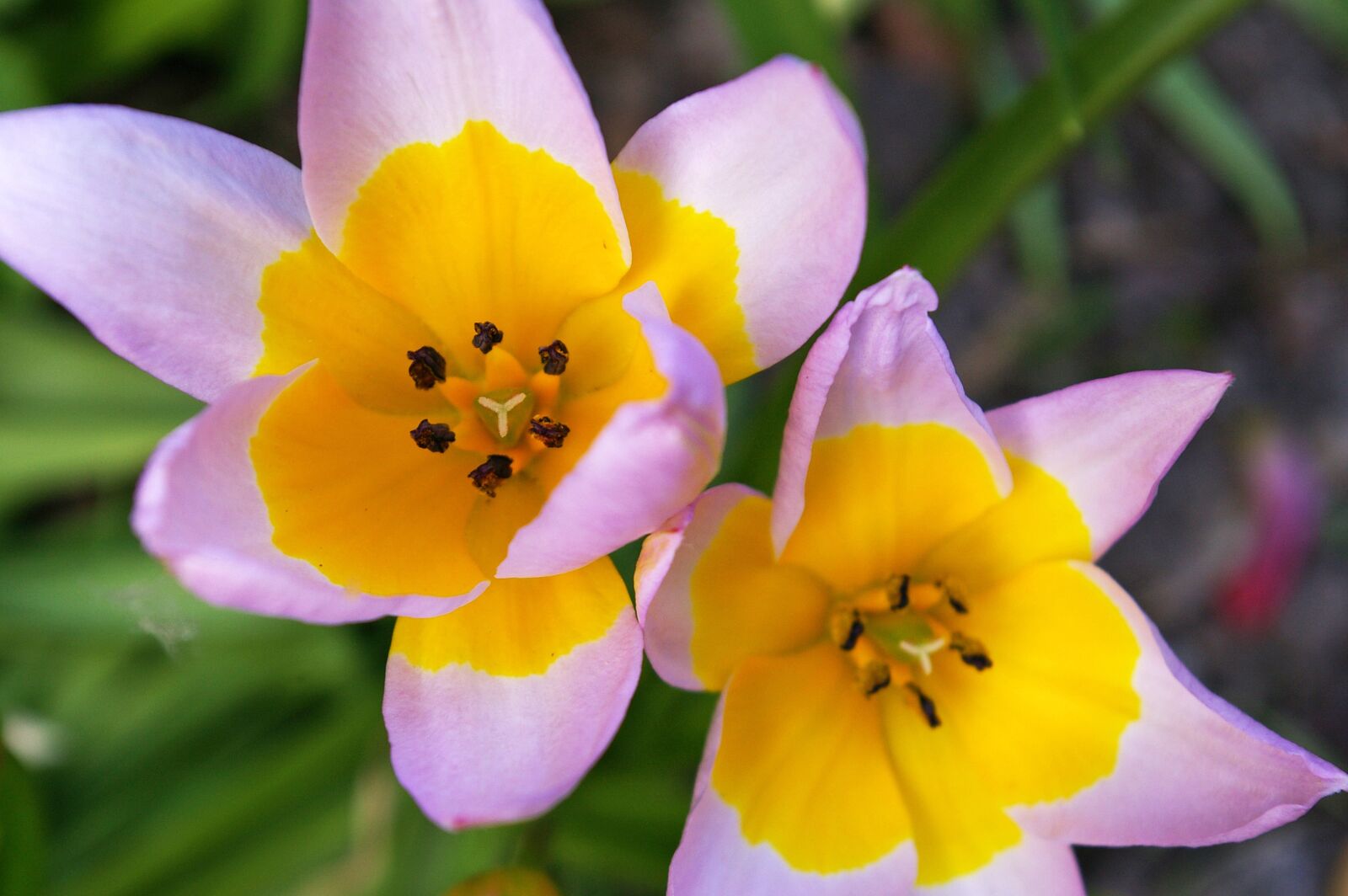 Pentax *ist DL2 sample photo. Tulips, yellow tumor, bicolor photography