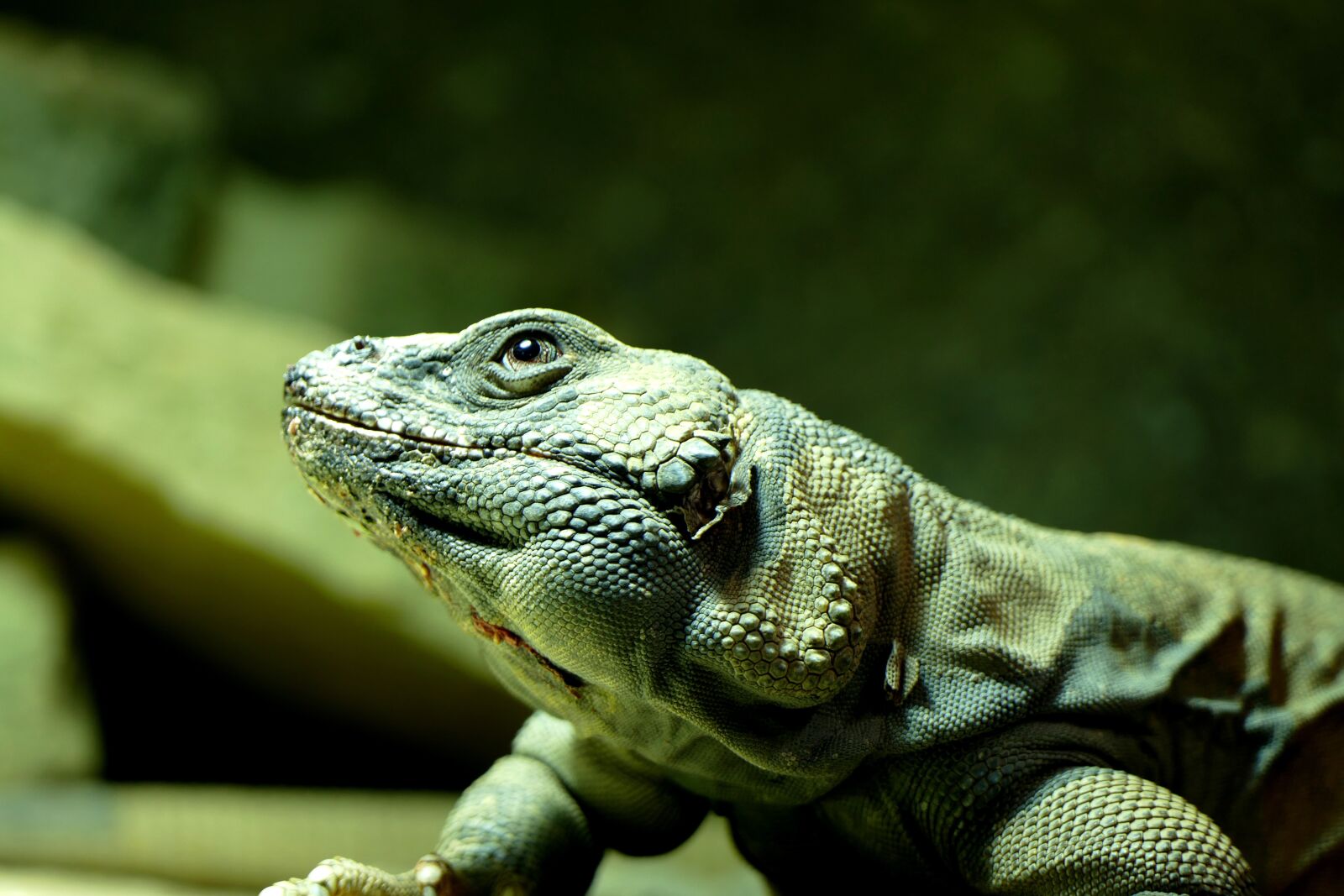 Panasonic Lumix DMC-FZ1000 sample photo. Lizard, animal, reptile photography