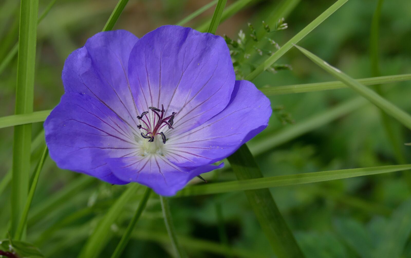 Panasonic Lumix DMC-FZ1000 sample photo. Geranium, garden, flower photography