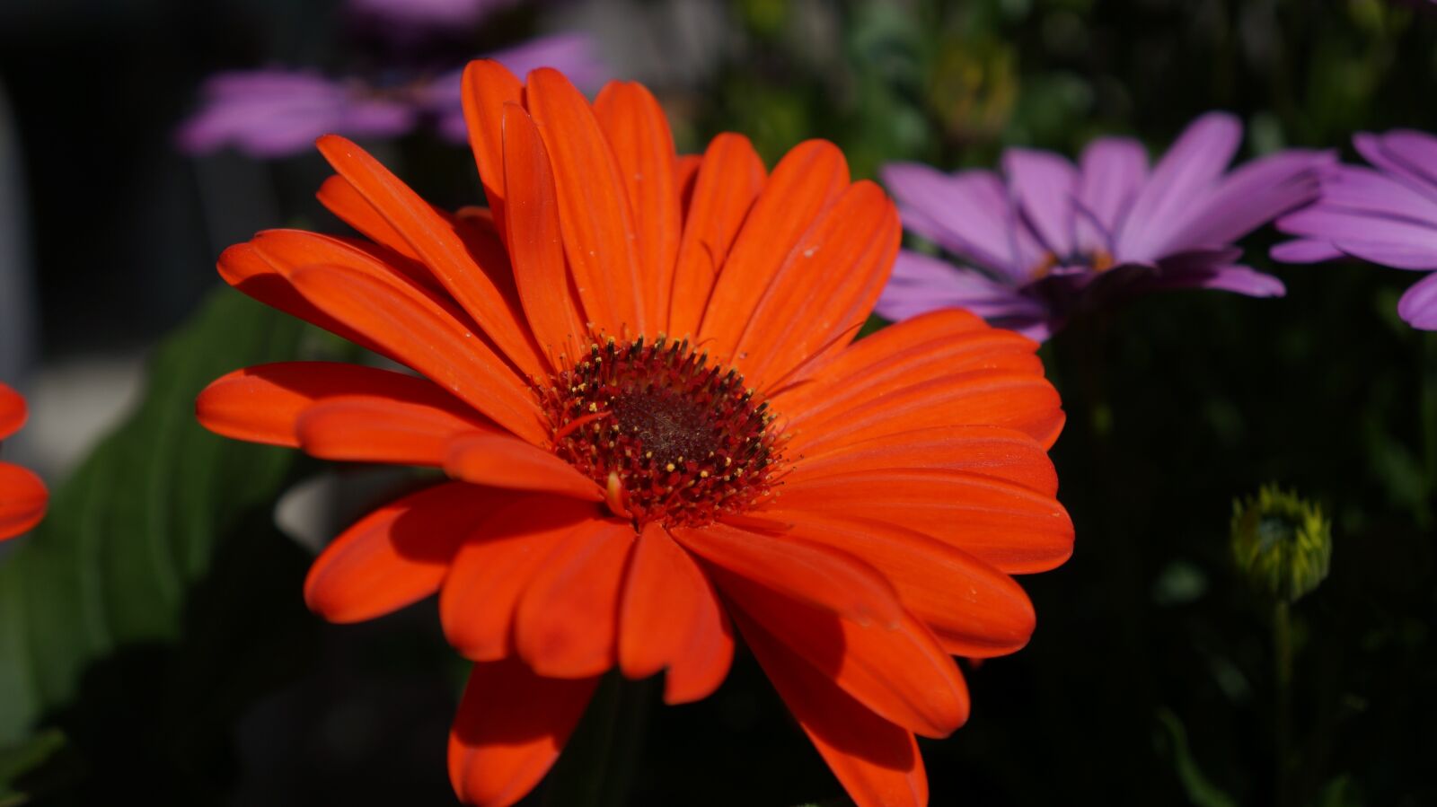 Sony Alpha a3000 + Sony E 18-55mm F3.5-5.6 OSS sample photo. Flower, flora, nature photography