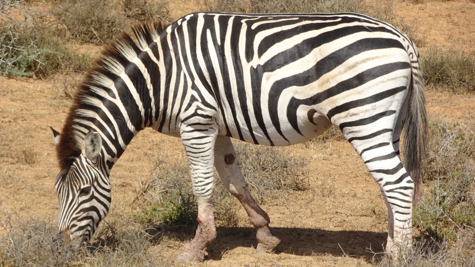Sony Cyber-shot DSC-HX90V sample photo. Zebra, mammal, fauna photography
