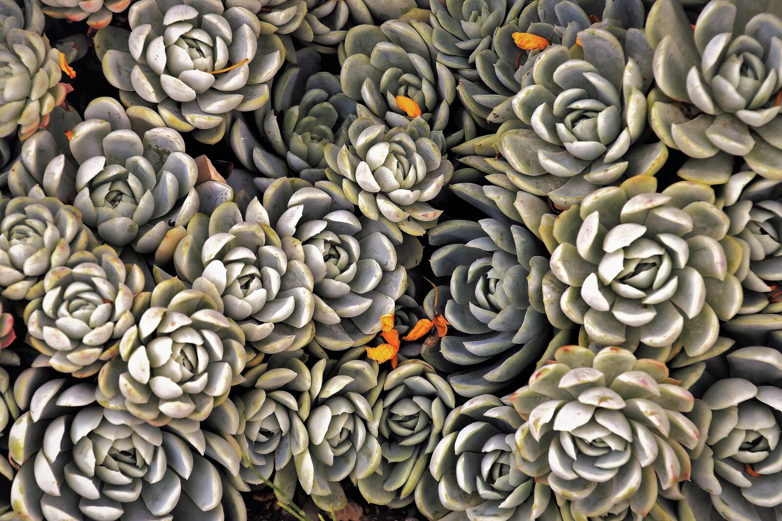 Canon EOS 80D sample photo. Succulents, plants, decorative photography