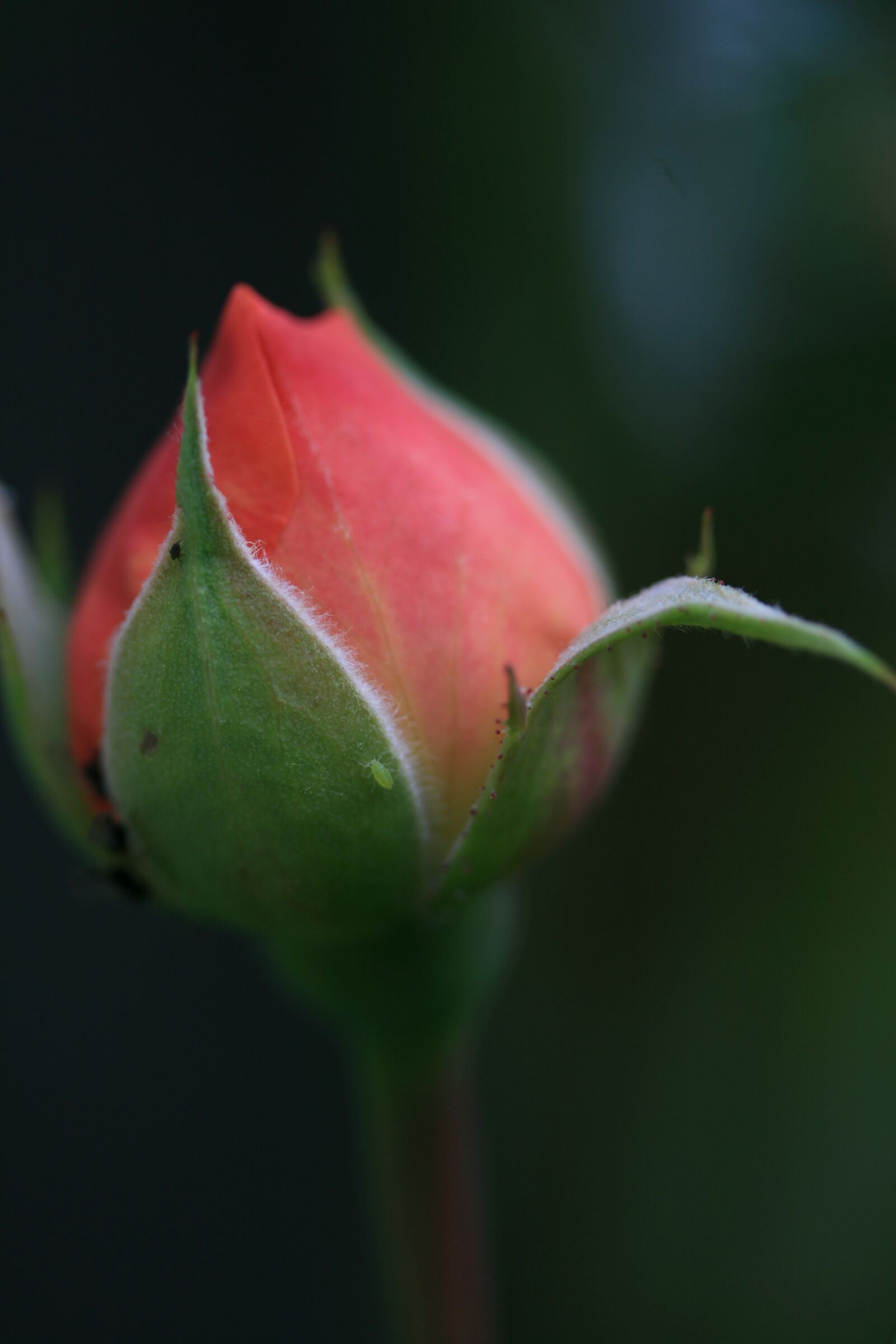 Canon EOS 400D (EOS Digital Rebel XTi / EOS Kiss Digital X) sample photo. Flower, rose, bud photography