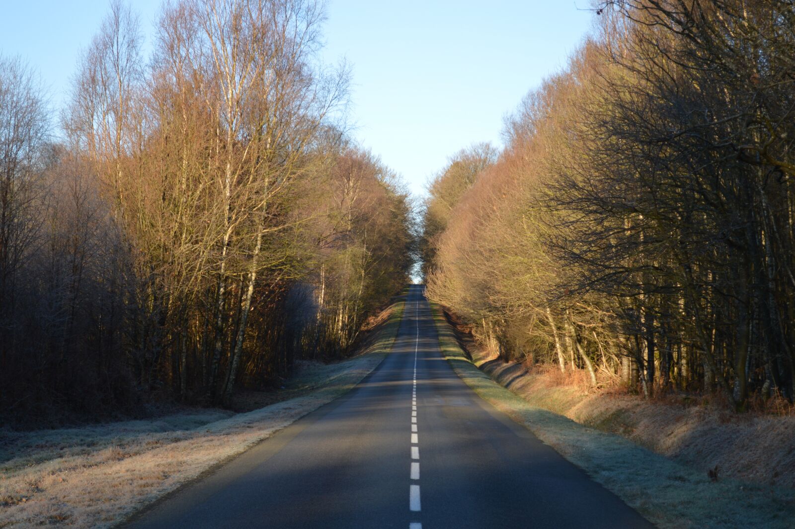 Nikon D3200 sample photo. Road, forest, wood photography