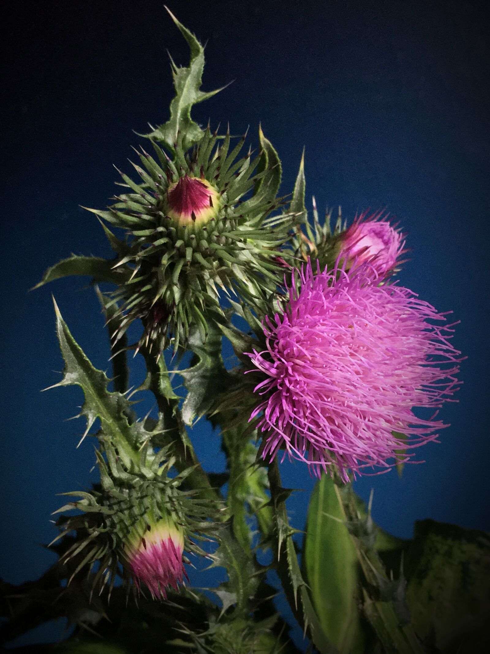 Apple iPhone 6s Plus sample photo. Thistle, thorns, pink flower photography