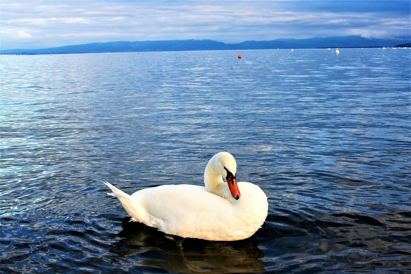 Canon EOS 400D (EOS Digital Rebel XTi / EOS Kiss Digital X) sample photo. Swan, closeup, glow photography
