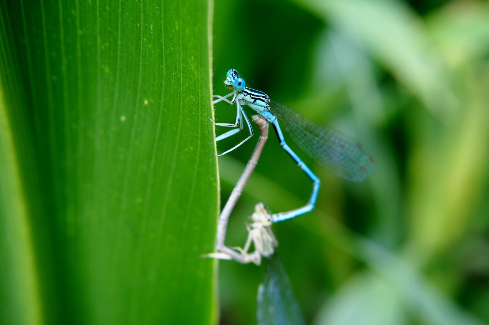 Olympus OM-D E-M10 sample photo. Dragonfly, couples, pairing photography