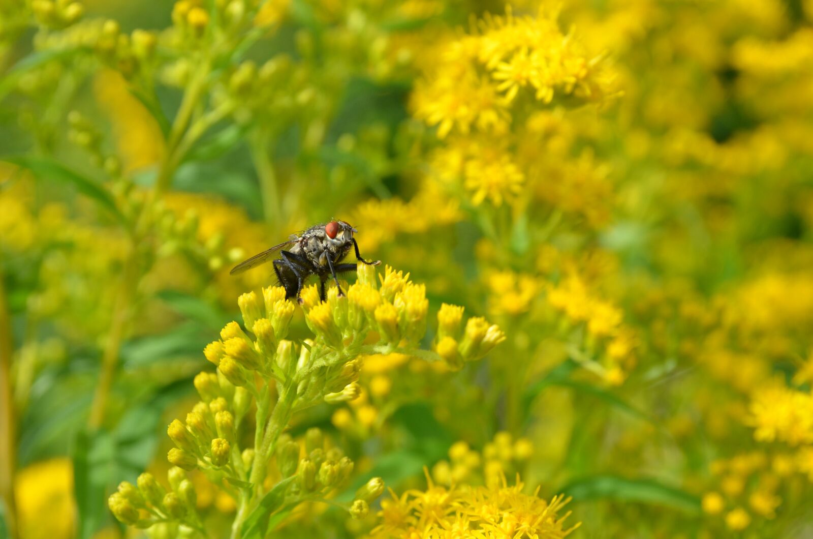 Nikon D7000 sample photo. Nature, plant, bush photography