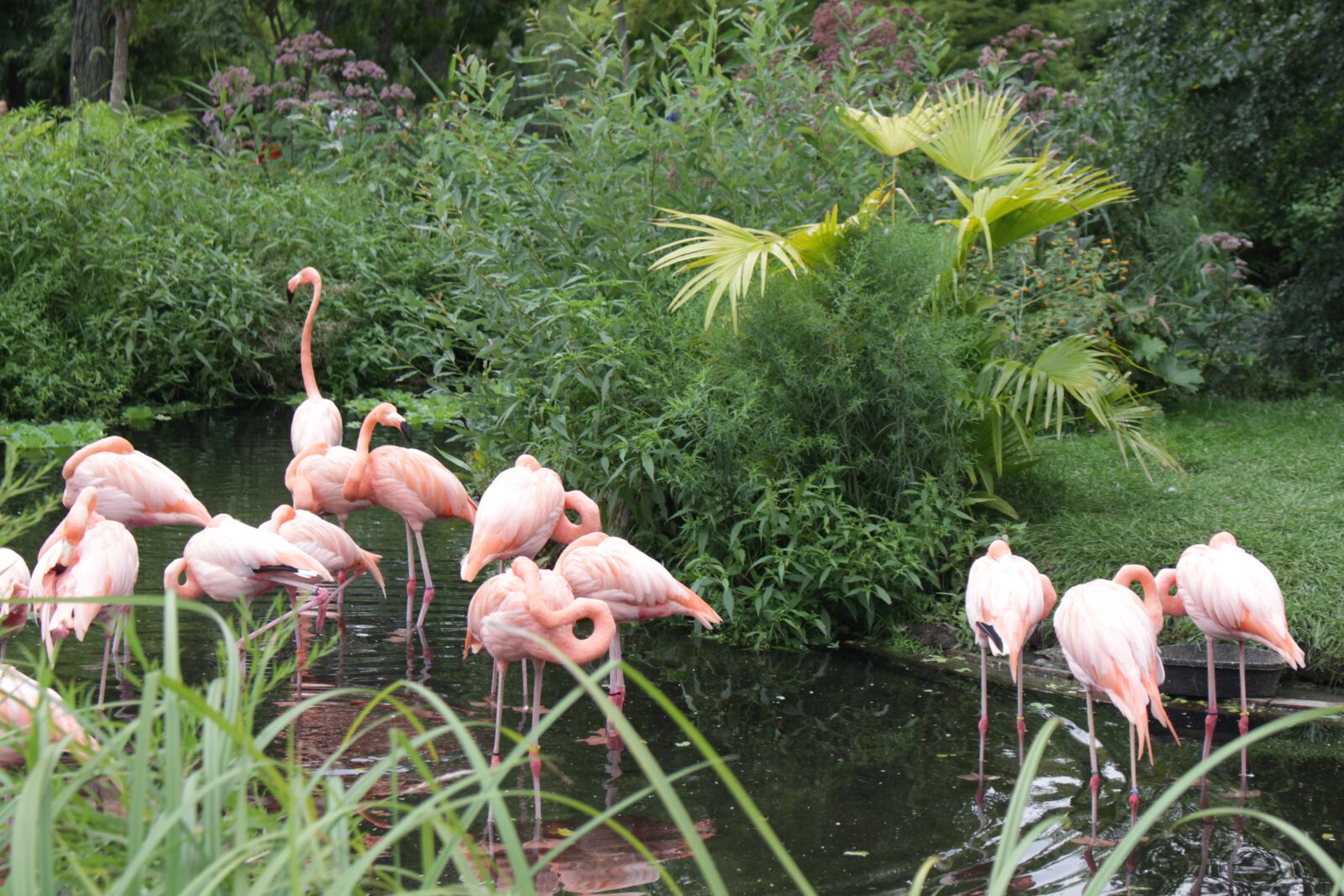 Canon EOS 700D (EOS Rebel T5i / EOS Kiss X7i) sample photo. Flamingo, flaminco, animal photography
