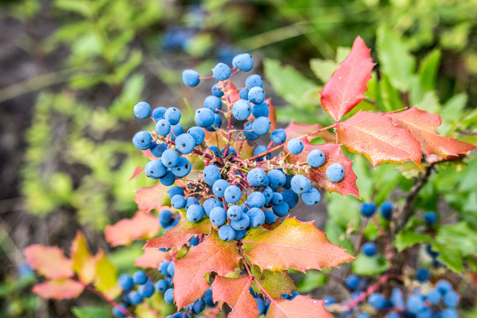 Canon EOS 700D (EOS Rebel T5i / EOS Kiss X7i) sample photo. Wild blueberries, blue, berry photography