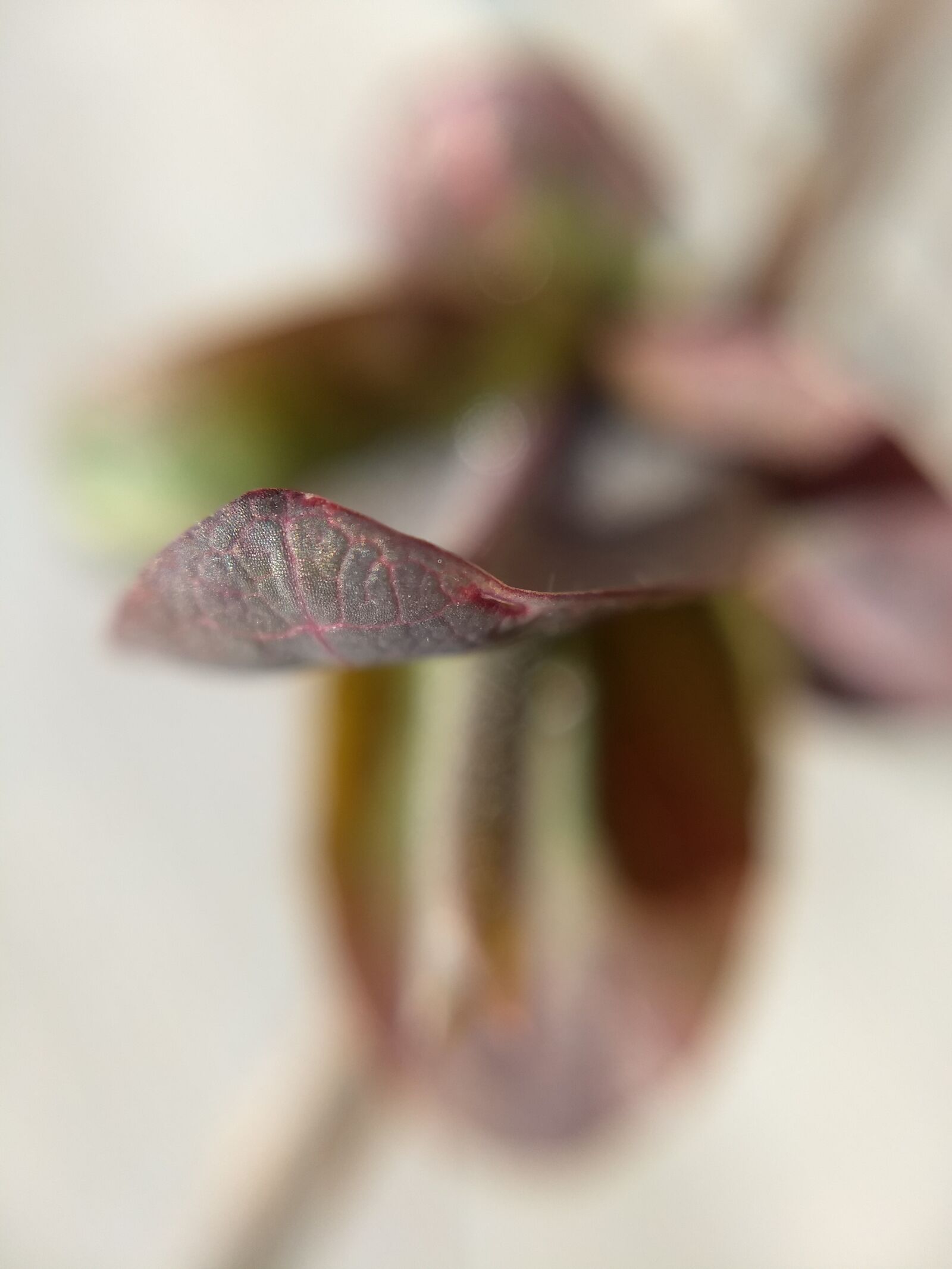Motorola Moto G (5) Plus sample photo. Lemuria, plant, spring photography