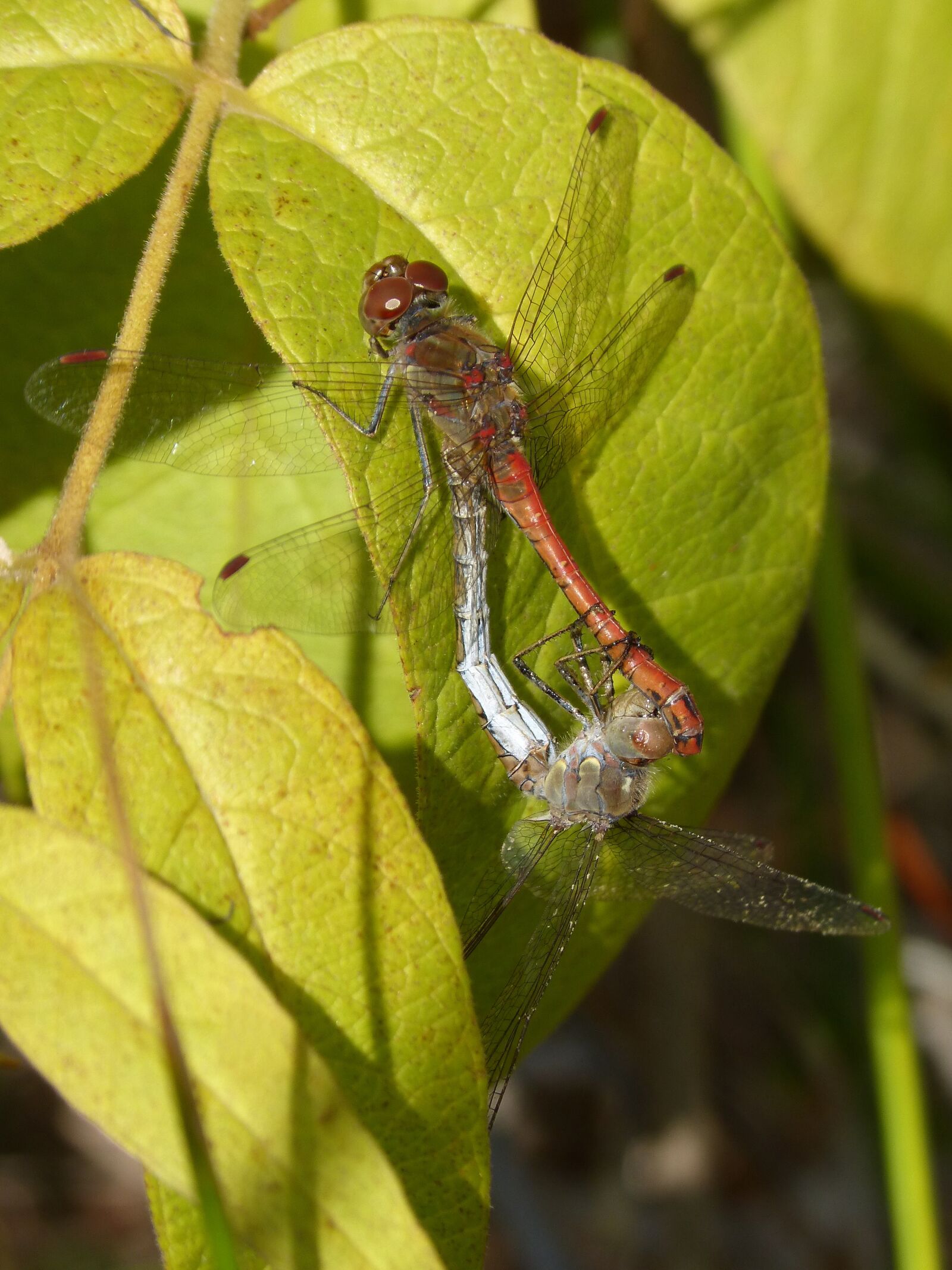 Panasonic DMC-FZ62 sample photo. Dragonflies, couple, copulation photography