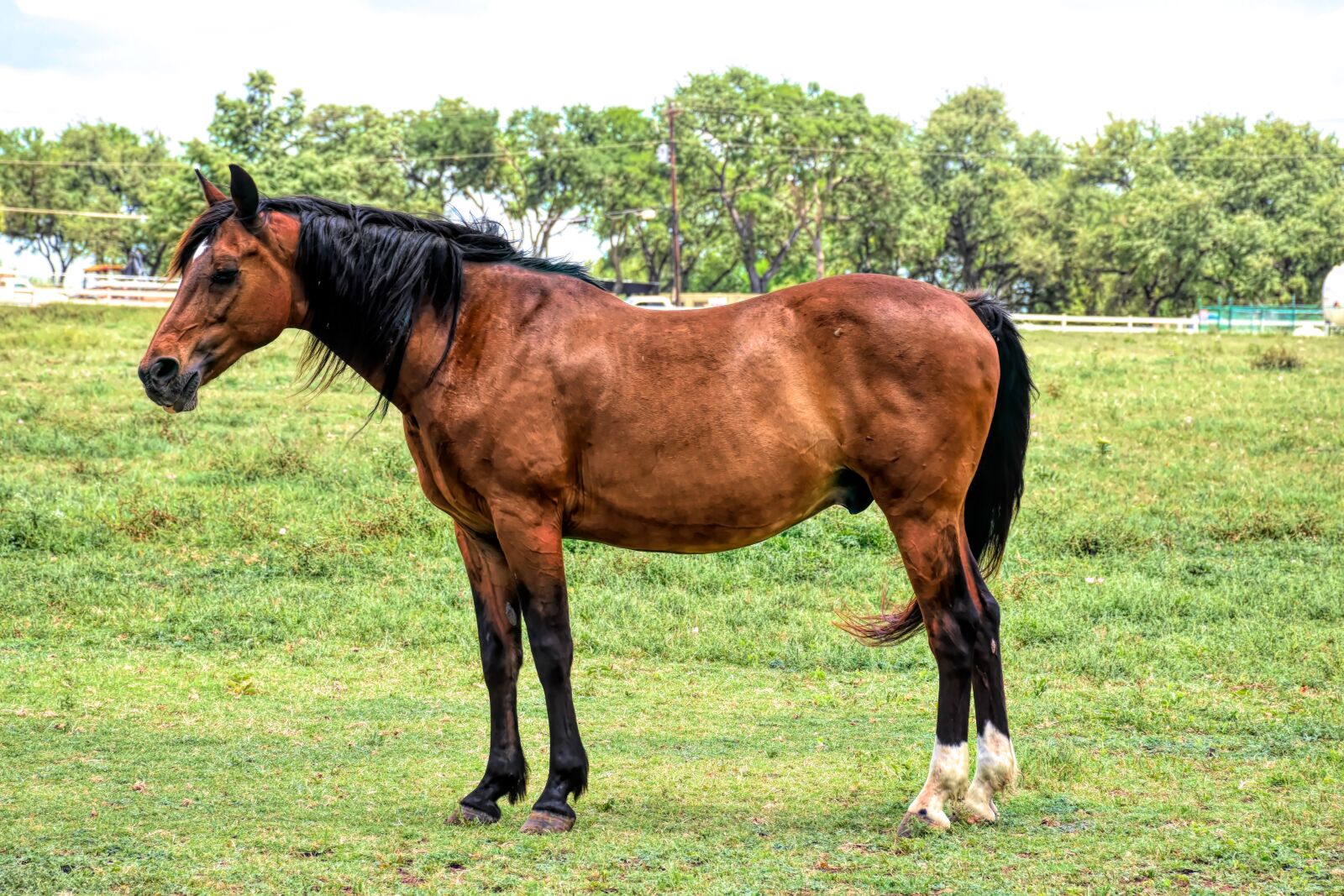 Nikon D5500 sample photo. Horse, livestock, animal photography