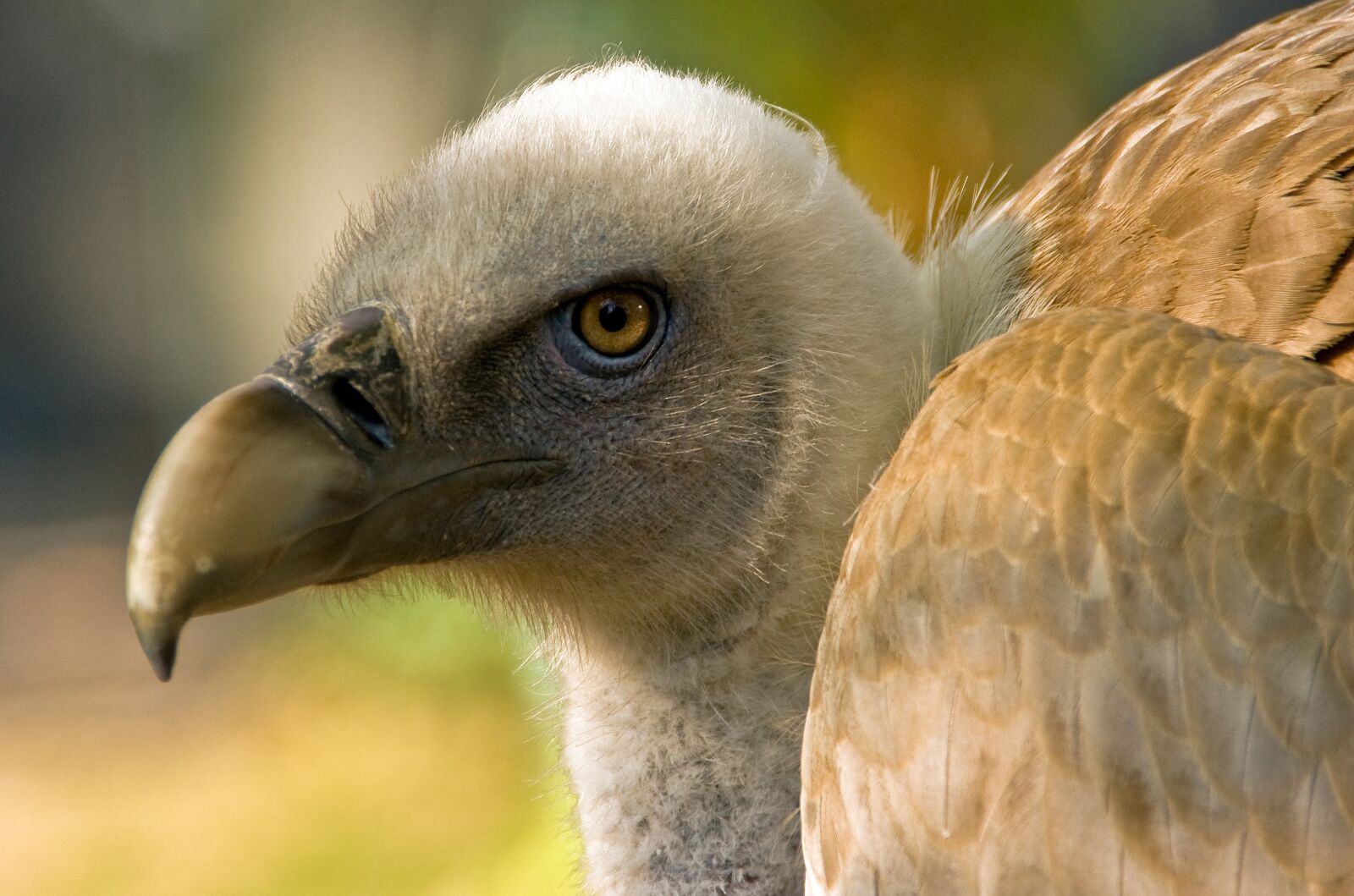 Sony Alpha DSLR-A700 sample photo. Vulture, bird, nature photography