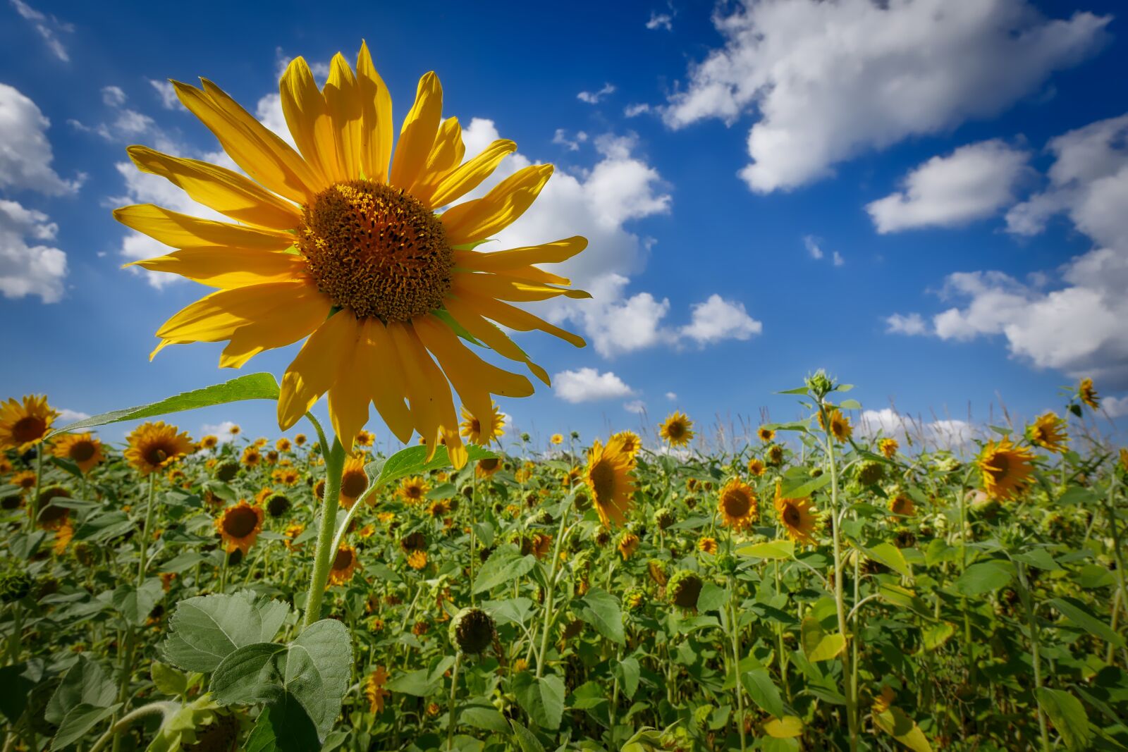 Panasonic Lumix DMC-GX8 sample photo. Sunflower, wölken, sky photography