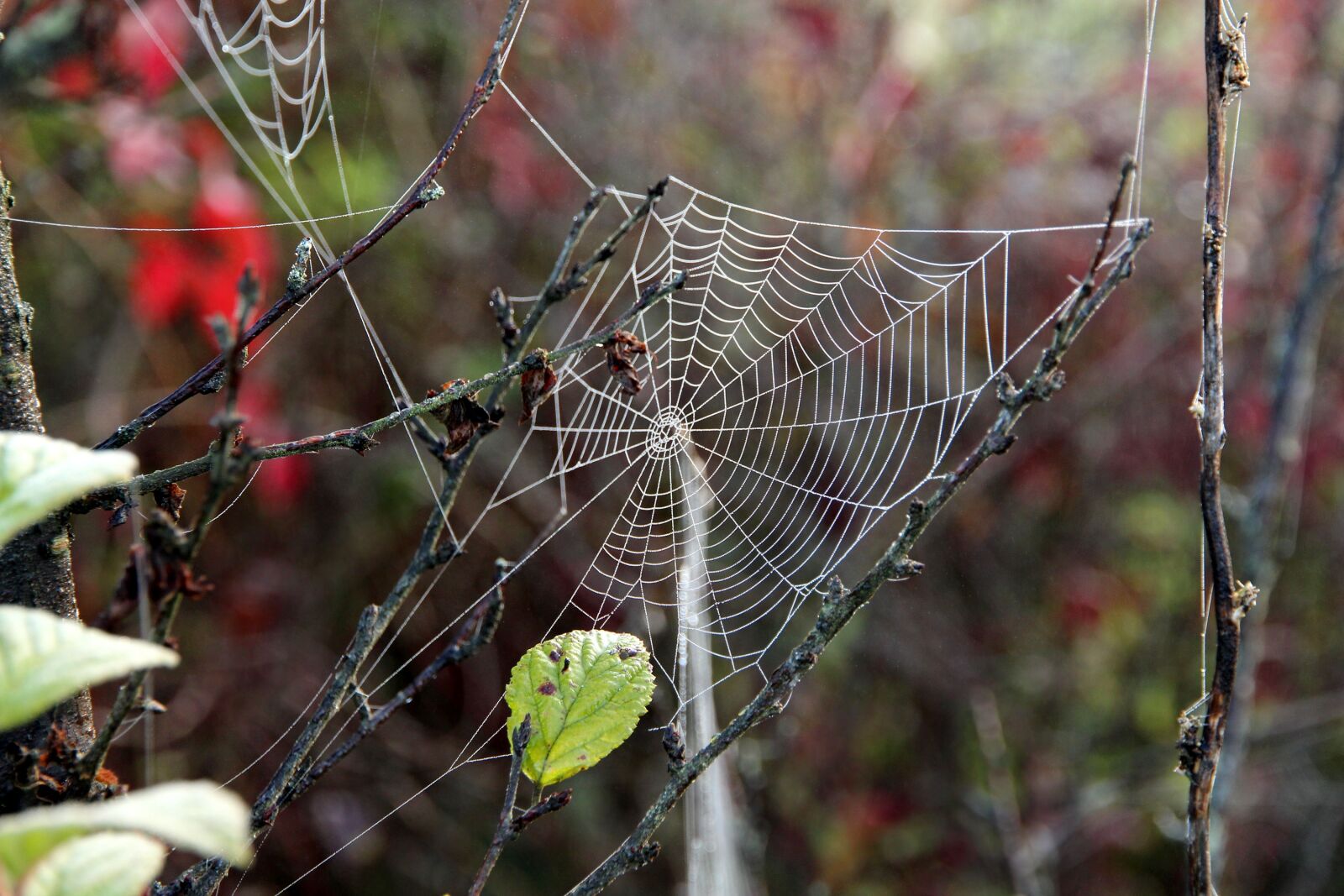 Canon EOS 650D (EOS Rebel T4i / EOS Kiss X6i) sample photo. Spider web, dry, branch photography