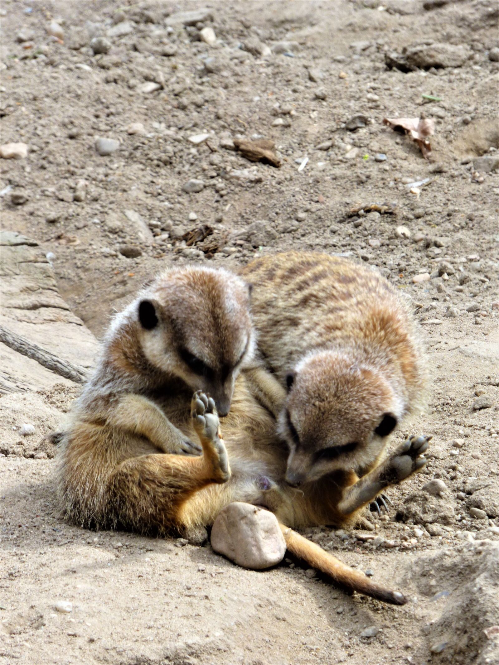 Panasonic DMC-FZ72 sample photo. Meerkat, marvel, look photography