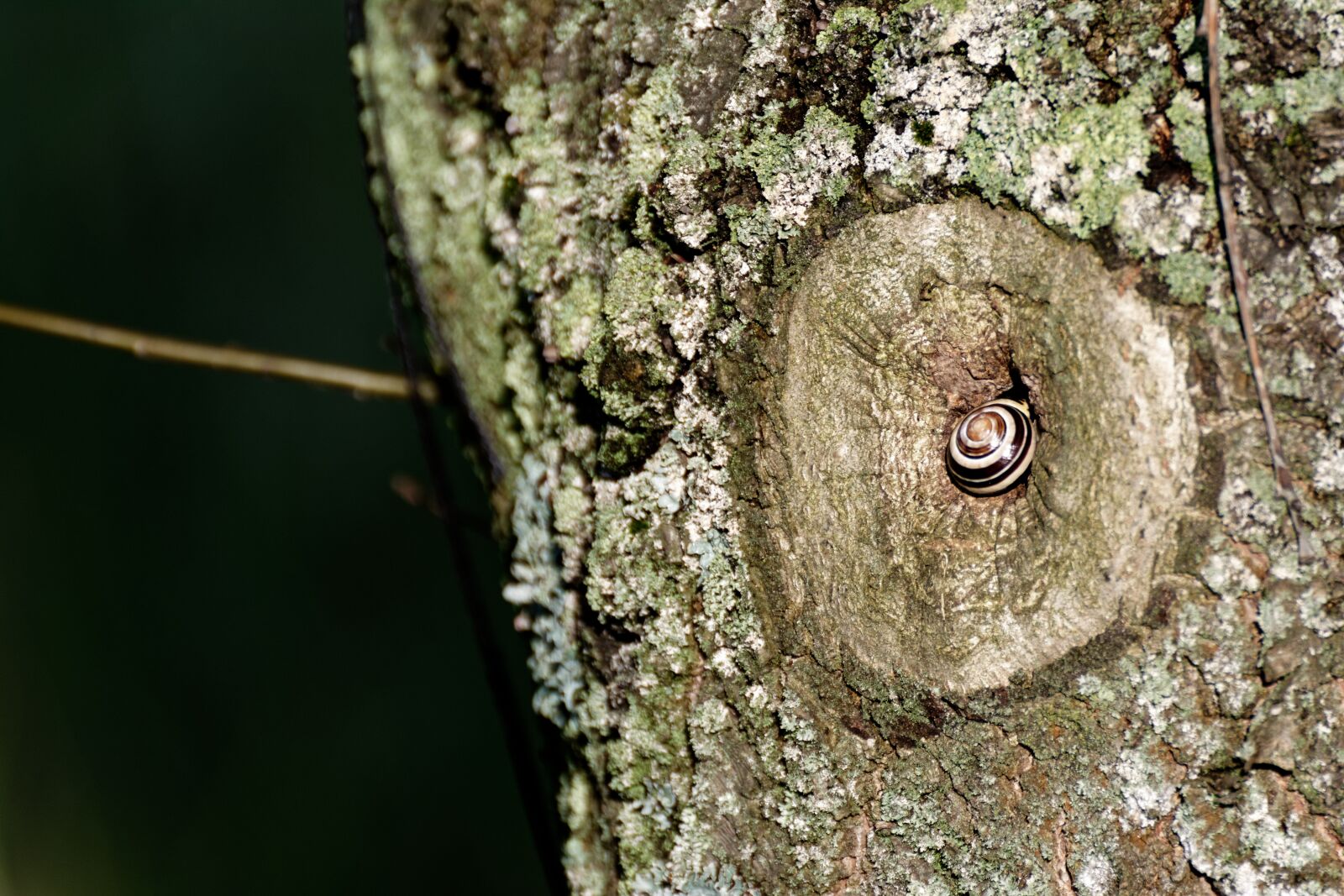 Nikon D5200 sample photo. Snail, seashell, scallop photography