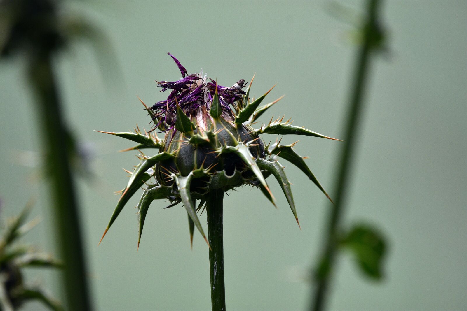 Nikon D3400 sample photo. Thistle, flower, spikes photography