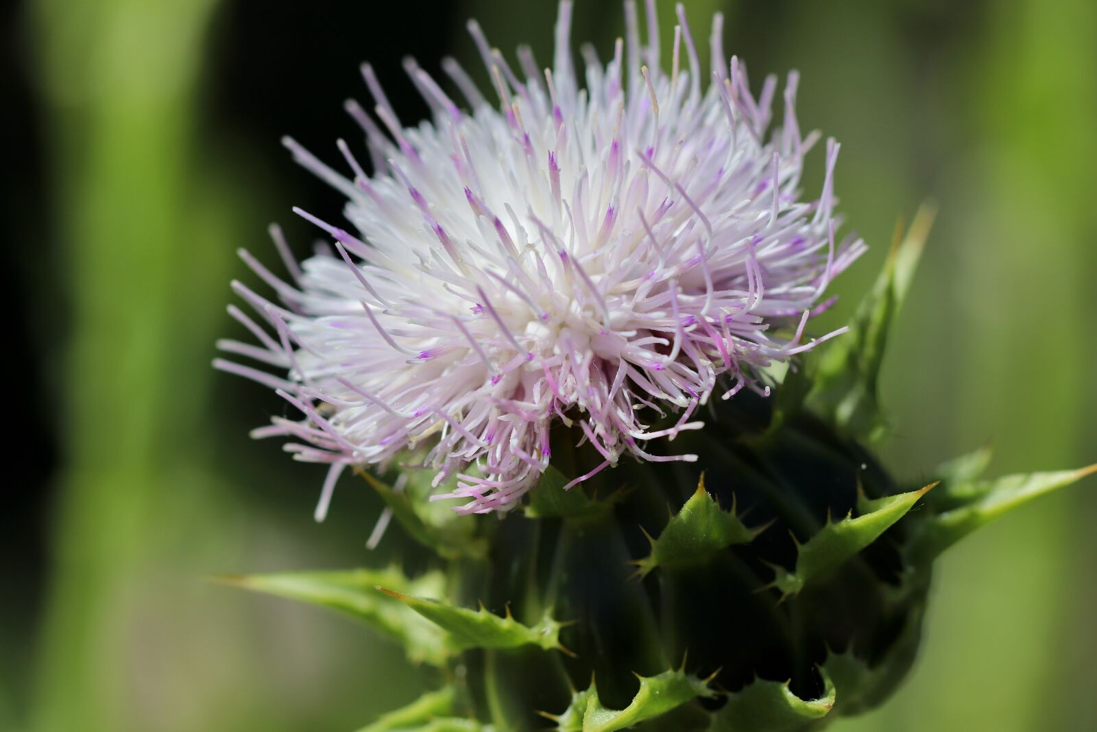 Canon EOS 800D (EOS Rebel T7i / EOS Kiss X9i) sample photo. Thistle, blossom, bloom photography