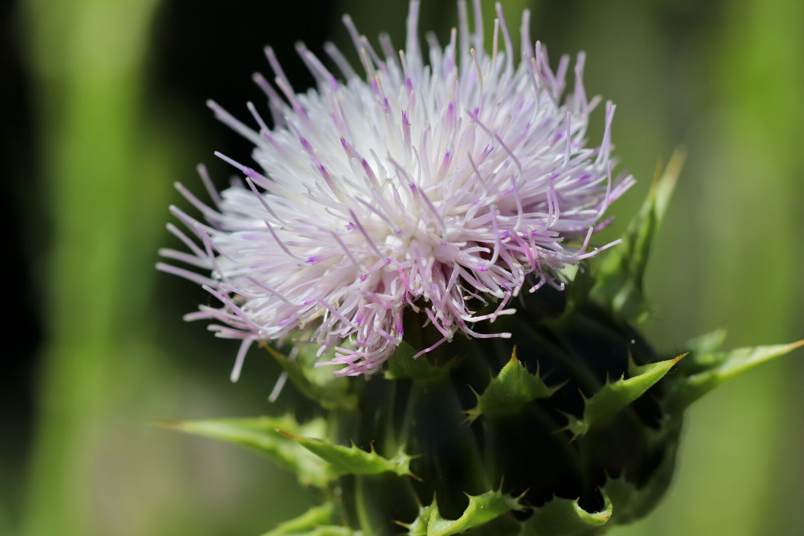 Canon EOS 800D (EOS Rebel T7i / EOS Kiss X9i) + Canon EF 100mm F2.8L Macro IS USM sample photo. Thistle, blossom, bloom photography