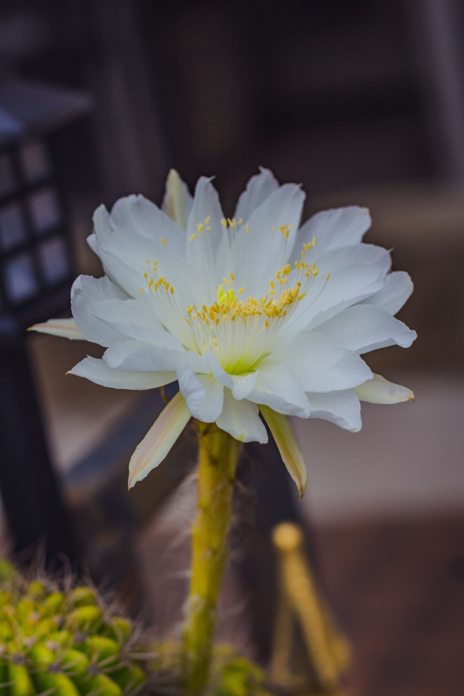 Canon EOS 700D (EOS Rebel T5i / EOS Kiss X7i) + Canon EF 50mm F1.8 STM sample photo. White, leaves, flora photography