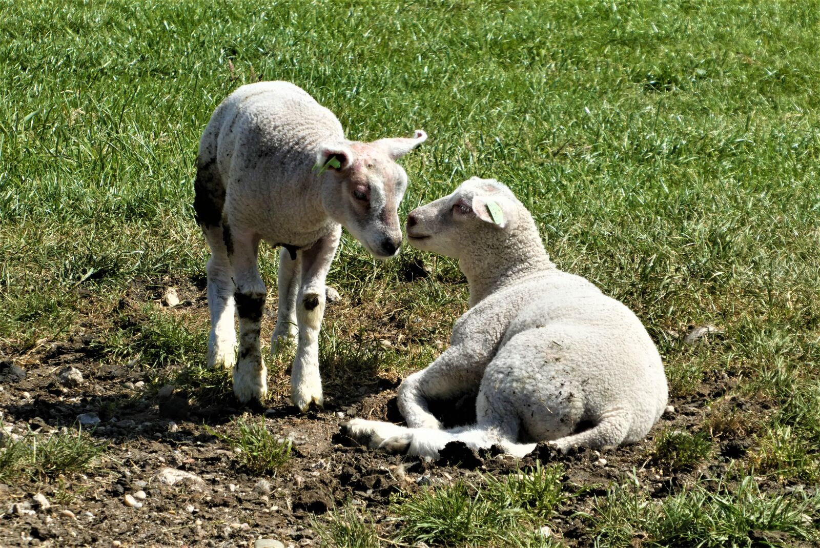 Panasonic Lumix DC-ZS70 (Lumix DC-TZ90) sample photo. Lambs, spring, meadow photography