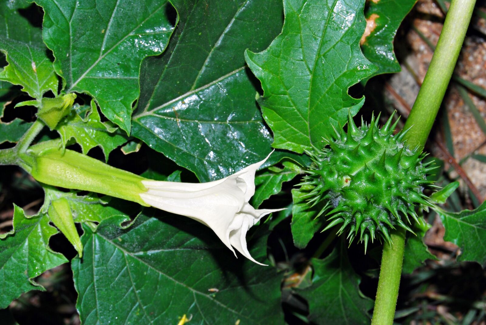 Nikon D60 sample photo. Nature, flower, bad weed photography