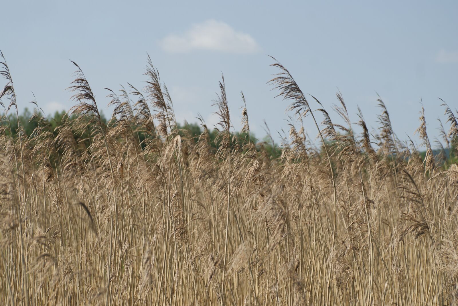 Sony Alpha DSLR-A200 sample photo. Barley, spring, field photography