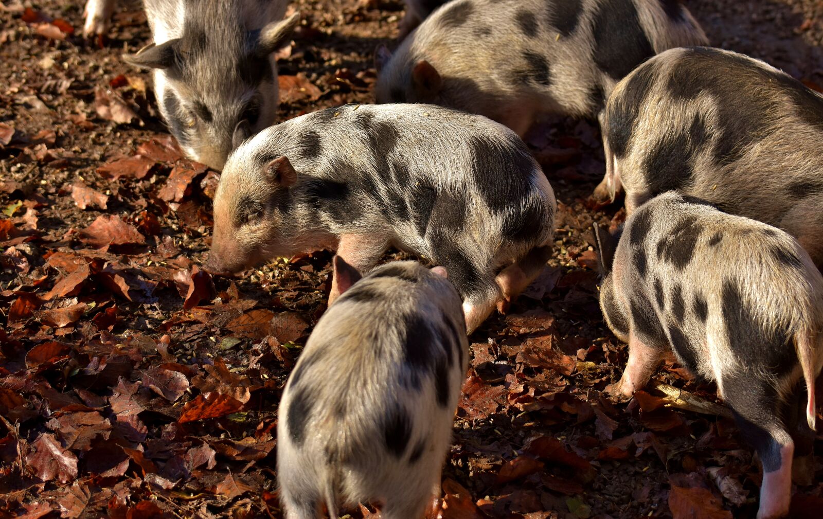 Nikon D7200 sample photo. Piglet, small pigs, mini photography