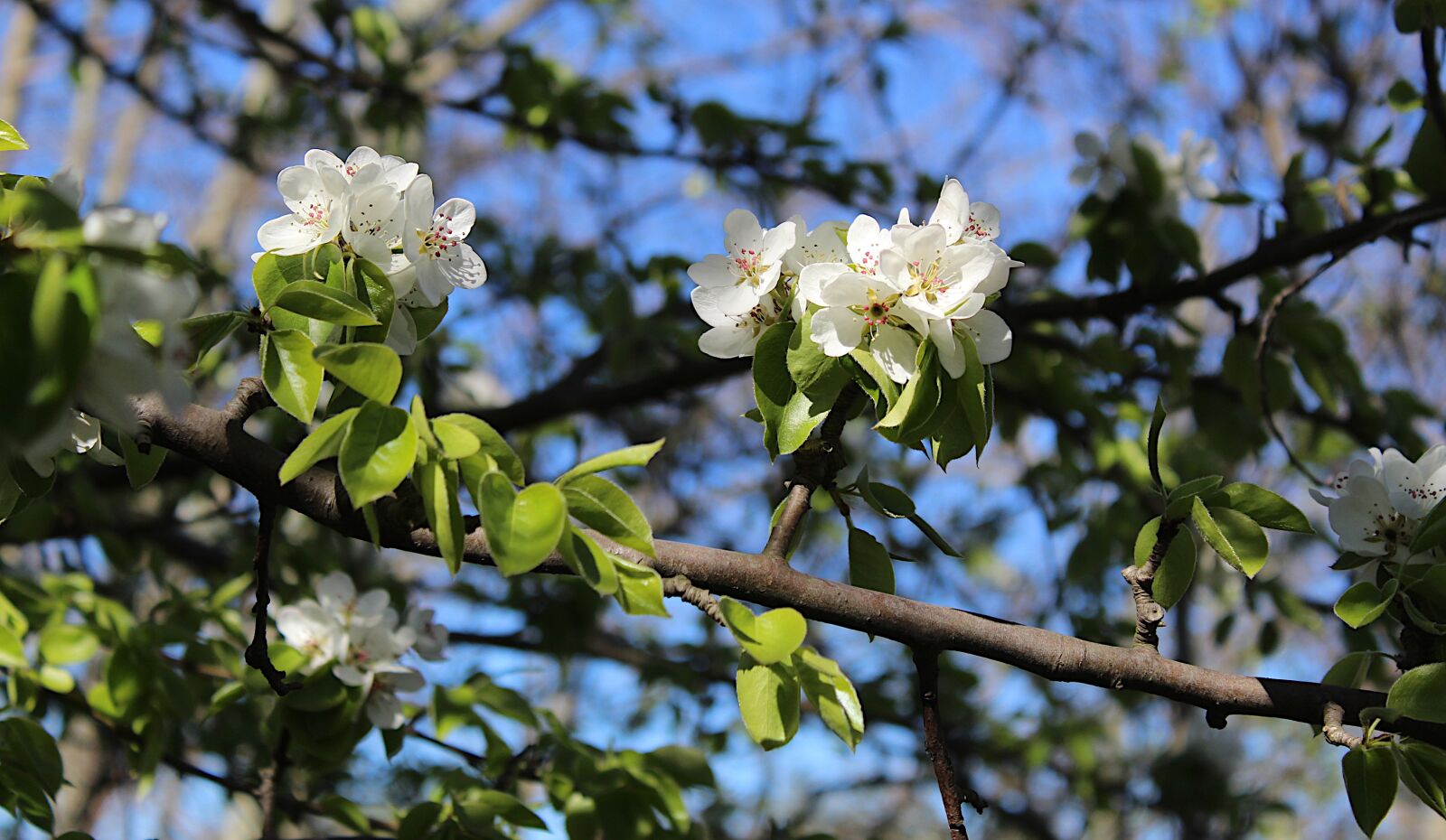 Canon EOS 4000D (EOS Rebel T100 / EOS 3000D) sample photo. Nature, plants, branches photography