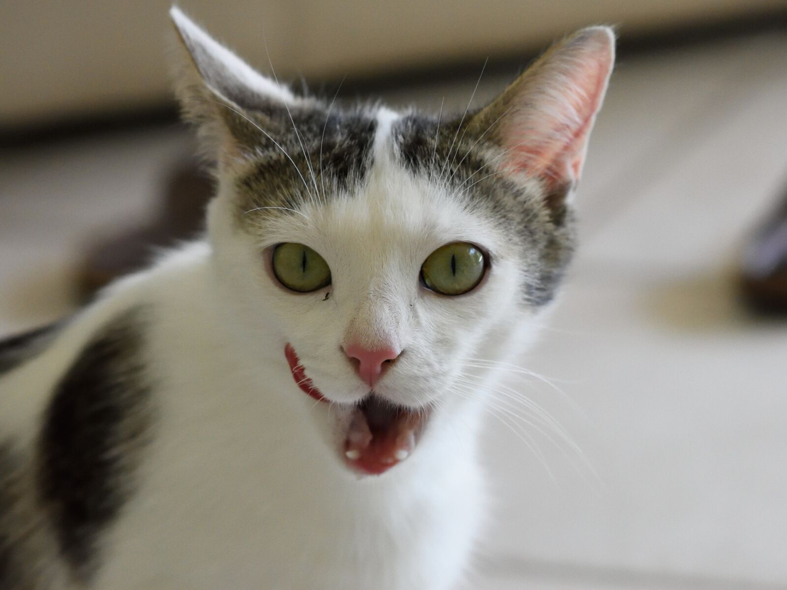 Nikon D7200 sample photo. Cat, portrait, looking photography