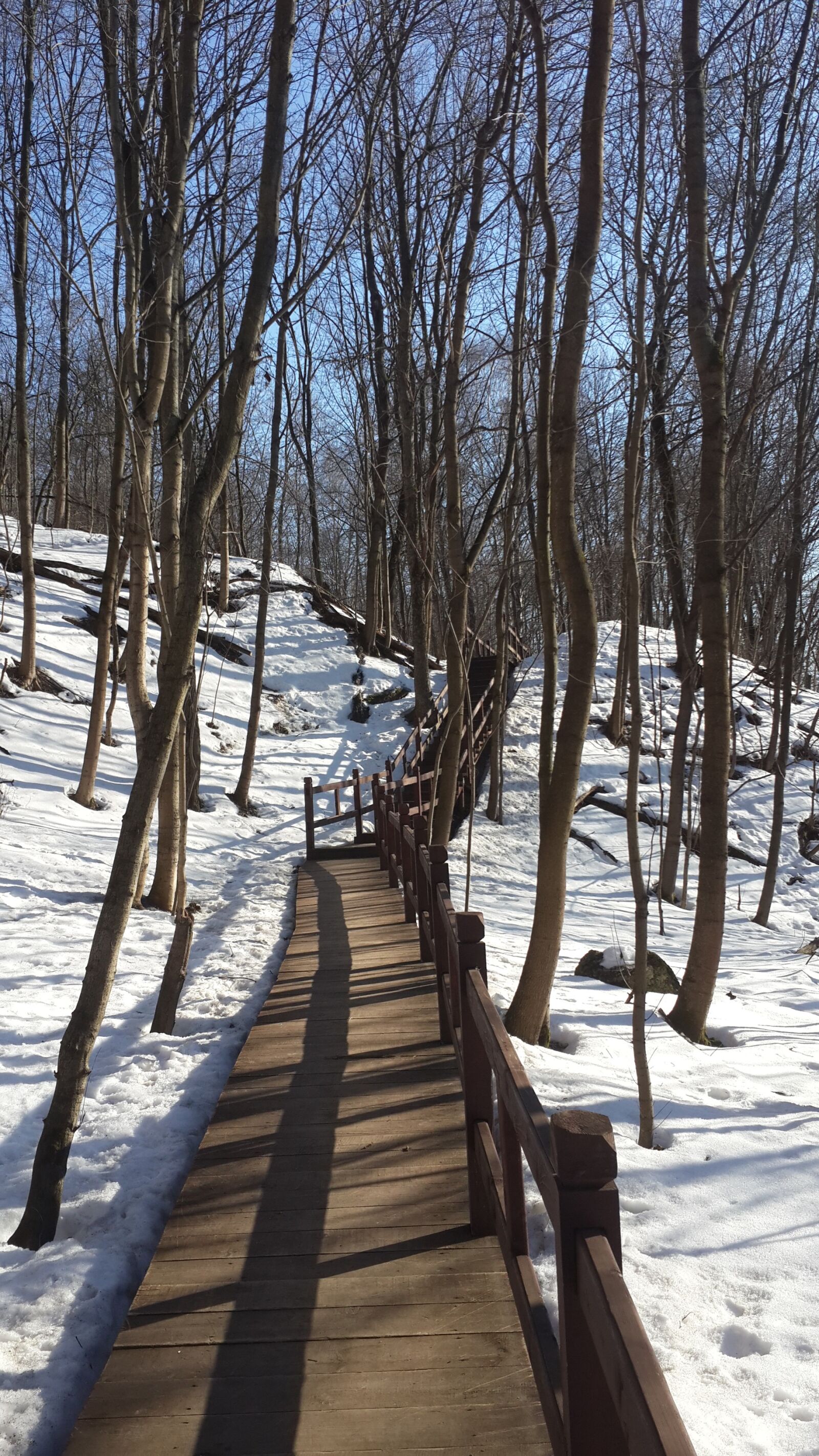 Samsung Galaxy S4 sample photo. Park, trees, winter photography