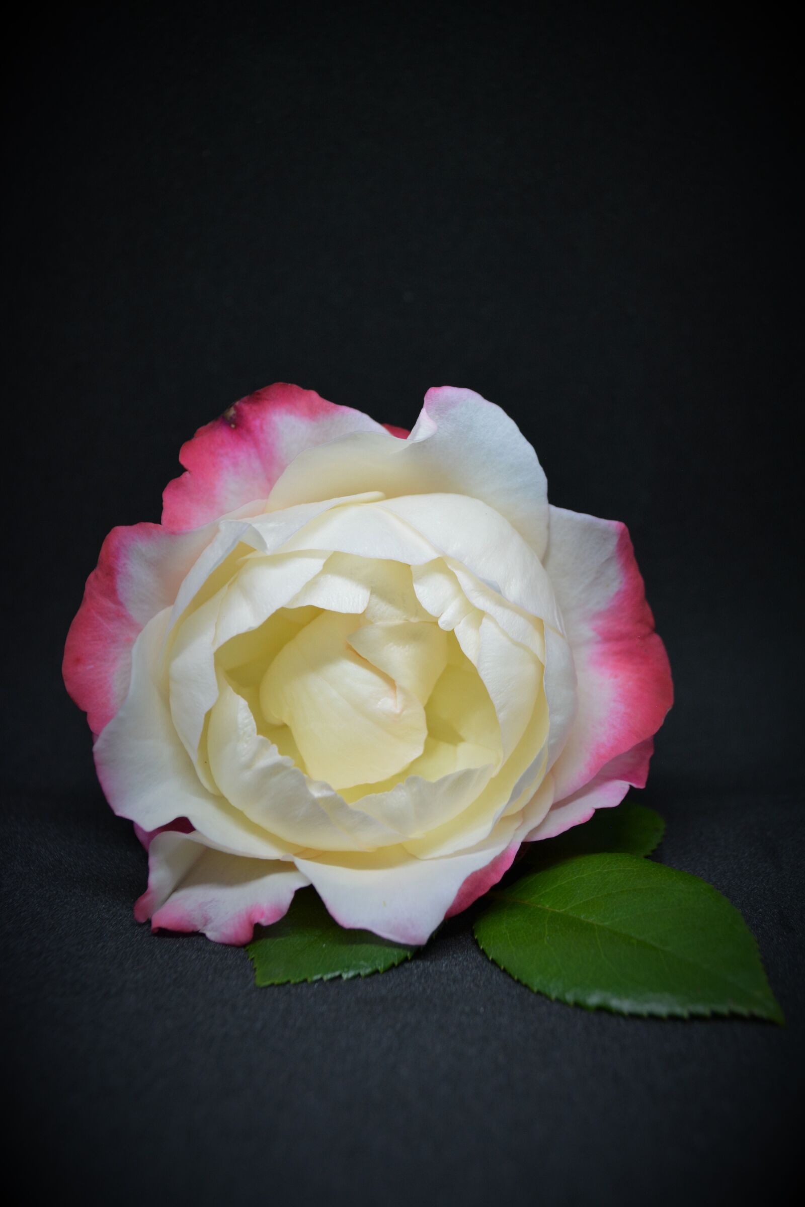 Nikon D5200 sample photo. Rose, pink, weis photography