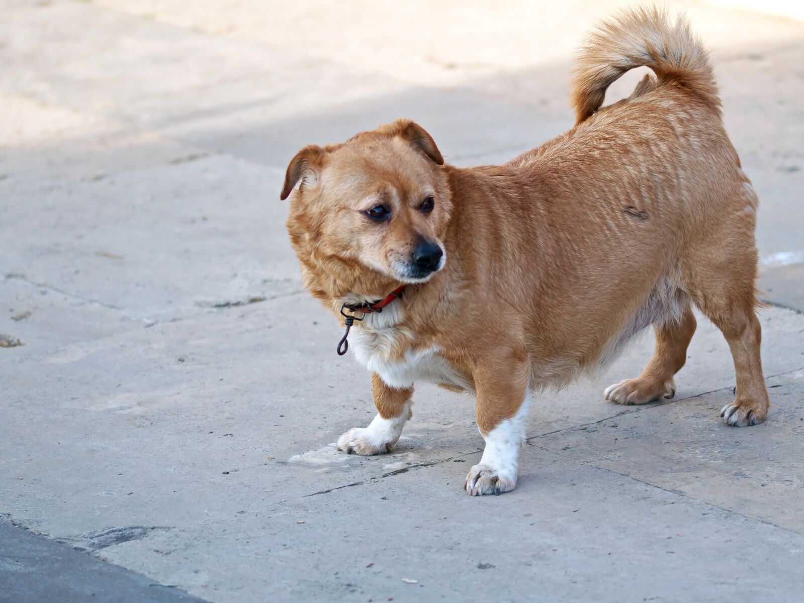 Nikon D5300 sample photo. Dog, pet, canine photography