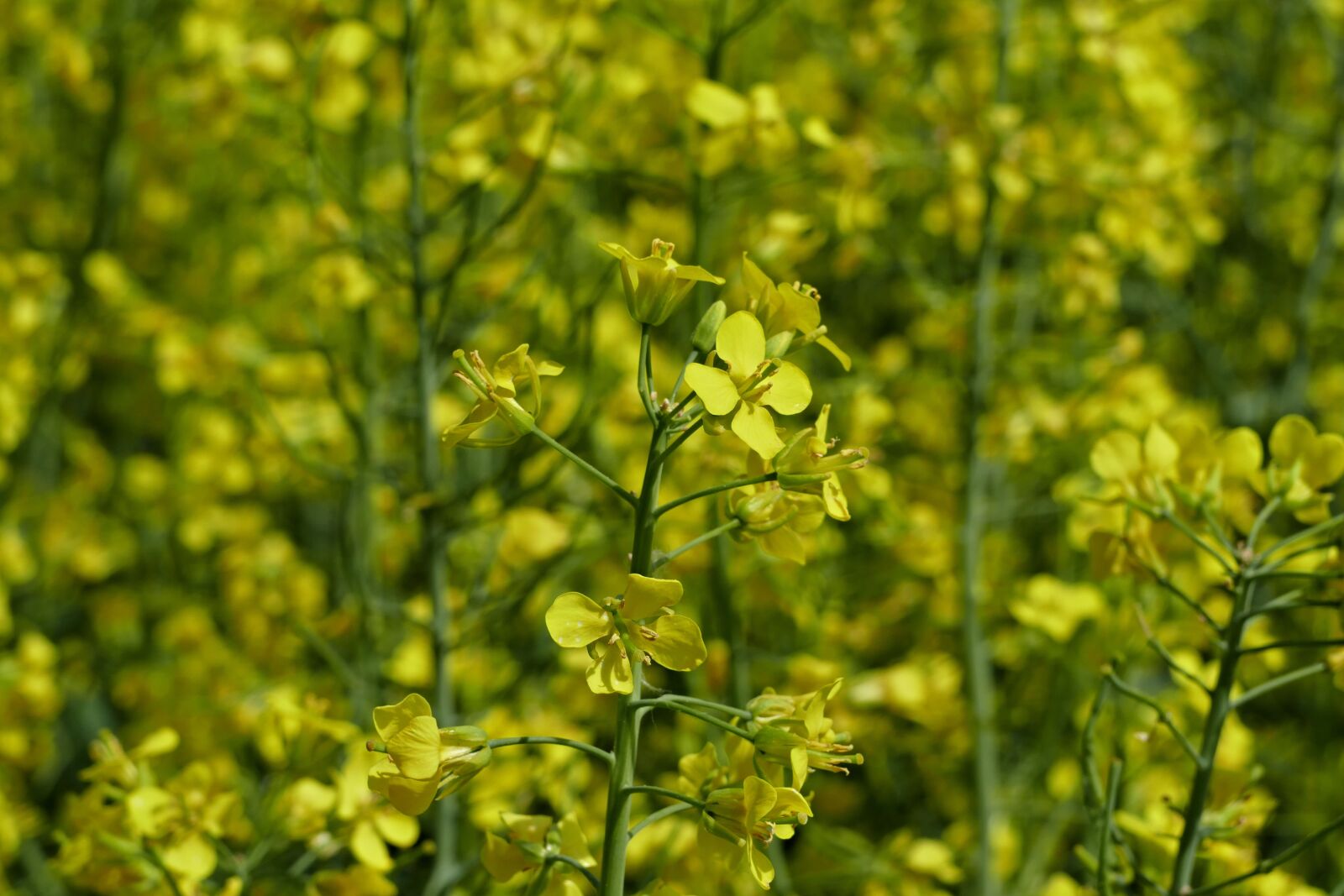 Panasonic Lumix DMC-FZ1000 sample photo. Colza, rape, plant photography