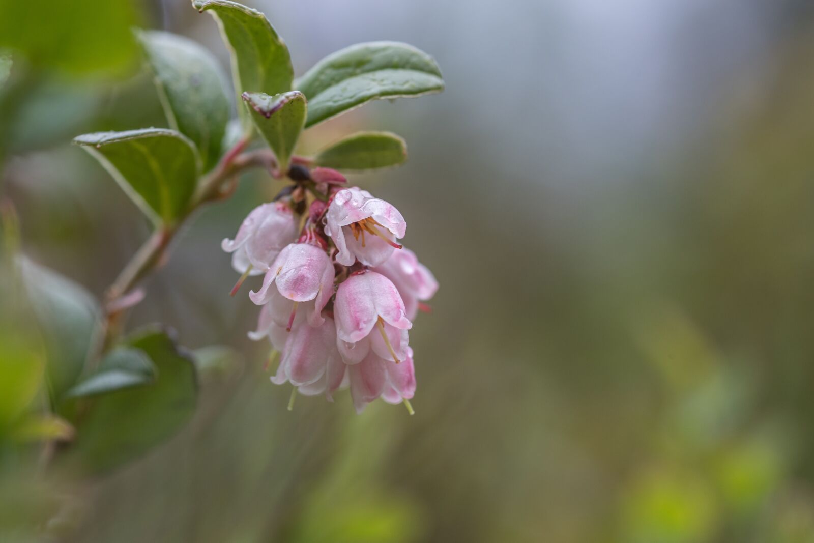 Canon EOS 6D Mark II sample photo. Cowberry, berry, leaf photography