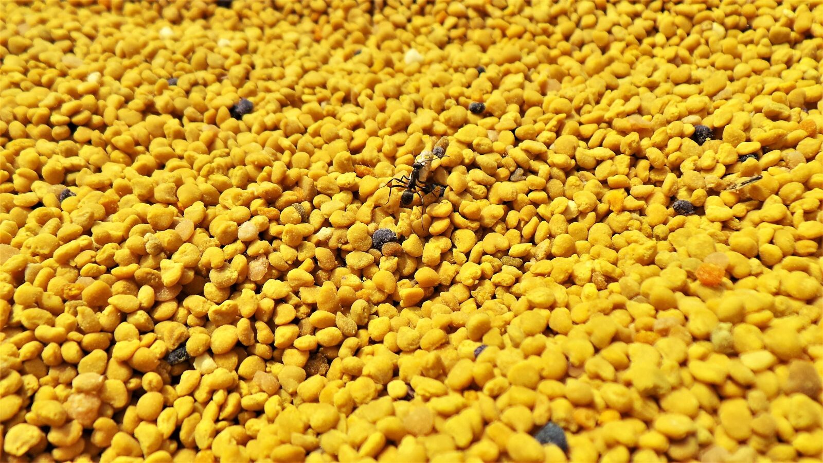 Samsung Galaxy Camera (Wi-Fi) sample photo. Potted plant, pollen, health photography