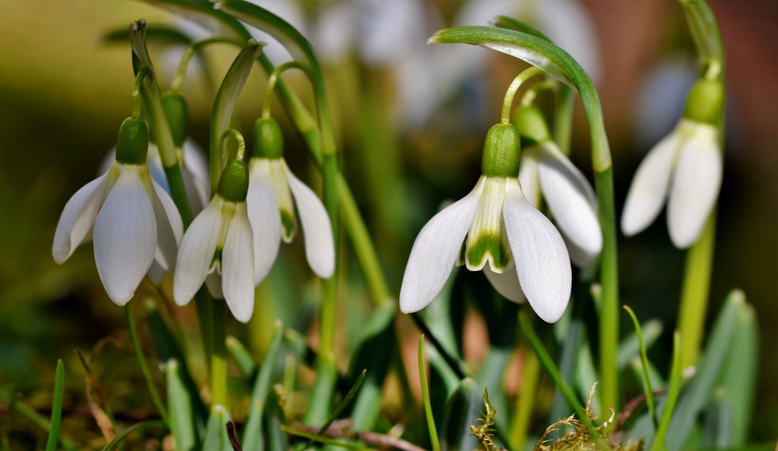 Nikon D7200 sample photo. Snowdrop, snow bell, spring photography