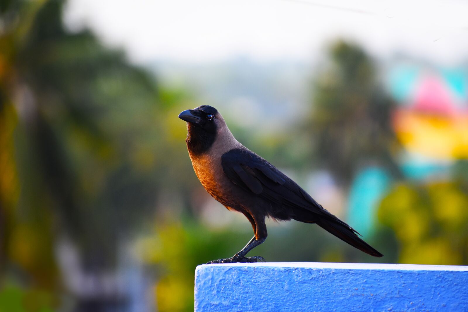 Nikon D3400 sample photo. Bird, crow, light photography