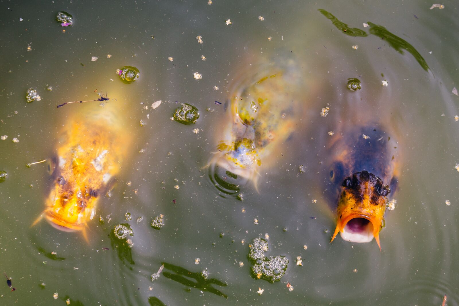 Nikon D800 sample photo. Fish, koi, colorful photography