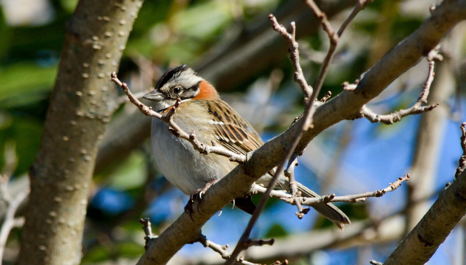 Nikon D5200 sample photo. Ave, bird, nature photography