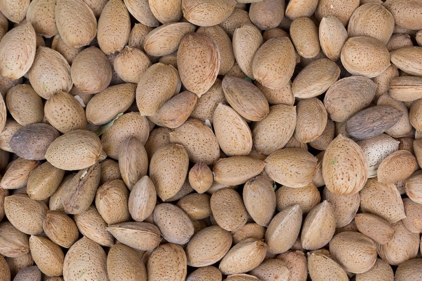 Canon EF-S 60mm F2.8 Macro USM sample photo. Almond, fruit, shell photography