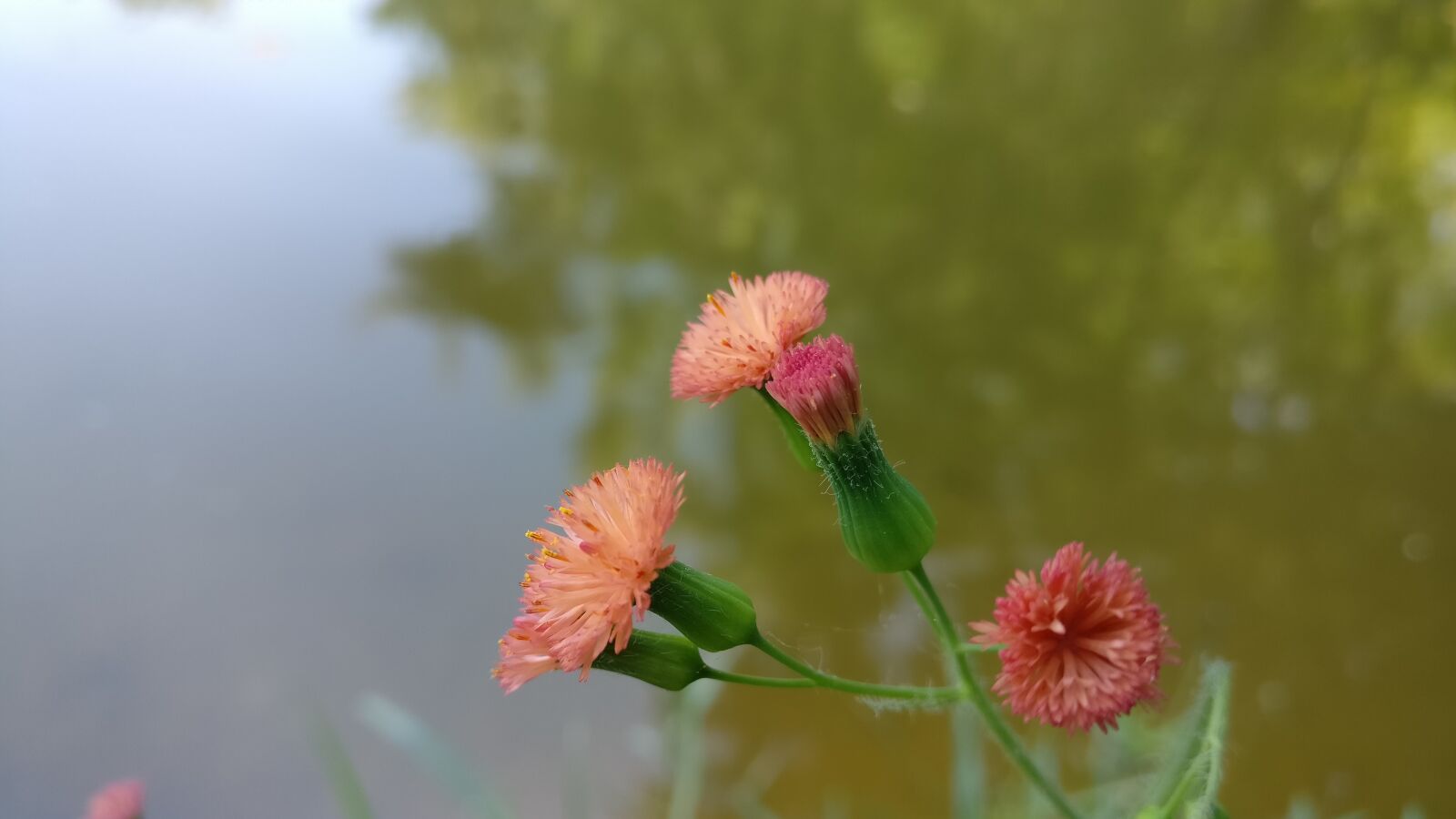 OnePlus A3010 sample photo. Flowers, beauty, water photography