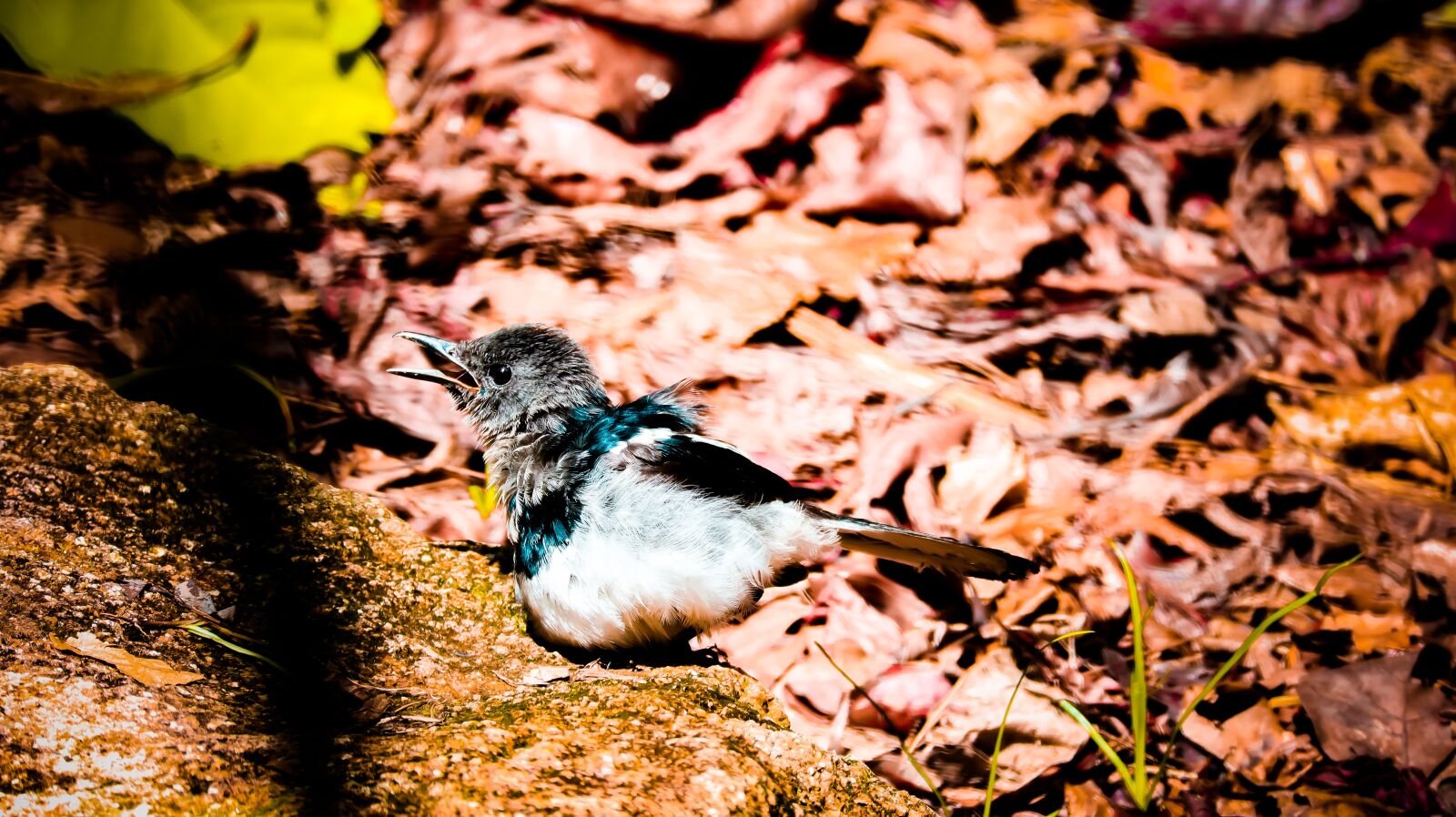 Canon EOS M50 (EOS Kiss M) + Canon EF-M 55-200mm F4.5-6.3 IS STM sample photo. Bird, animal, bird with photography