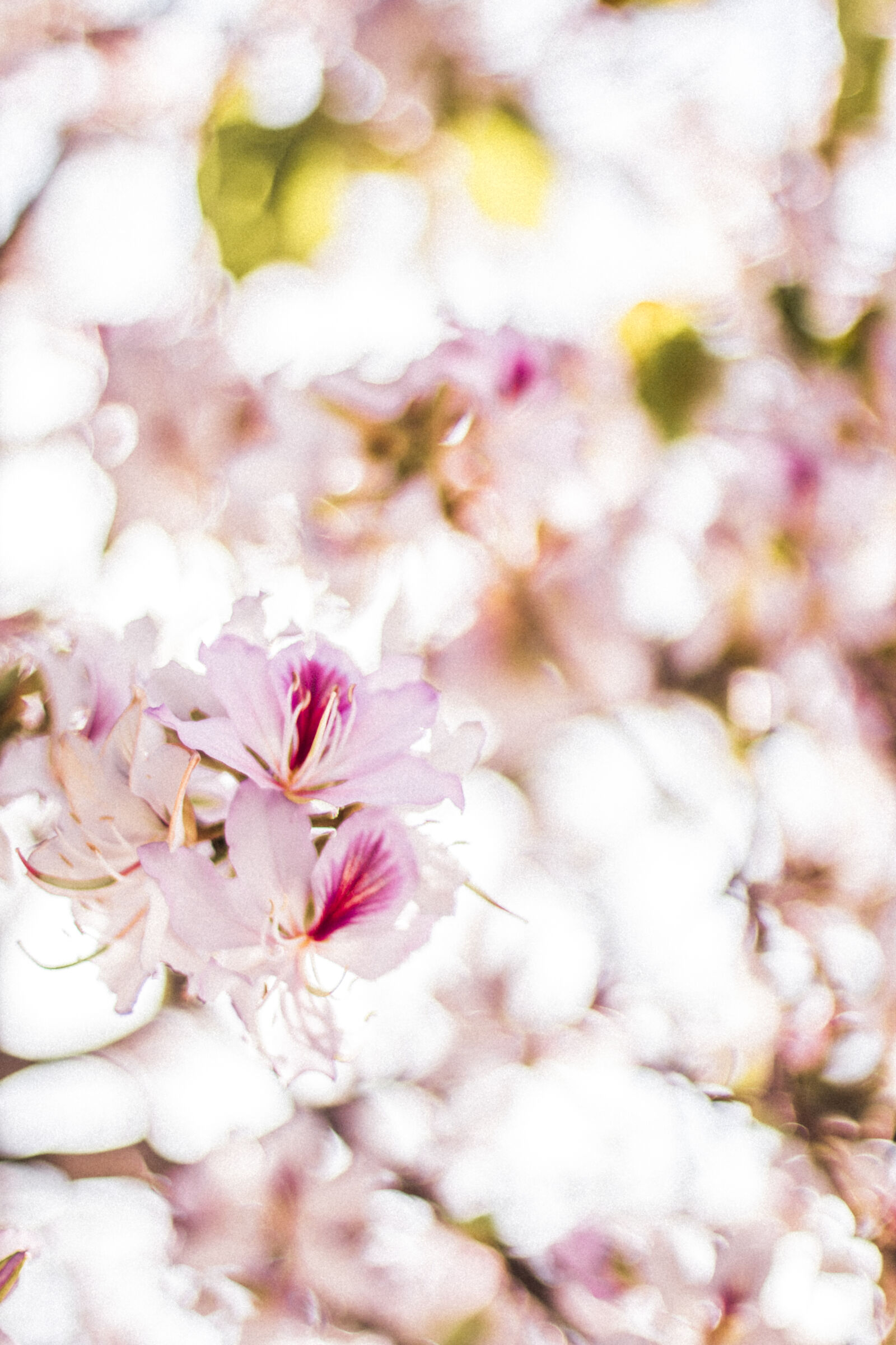 Canon EOS 70D sample photo. Pink, flowers photography