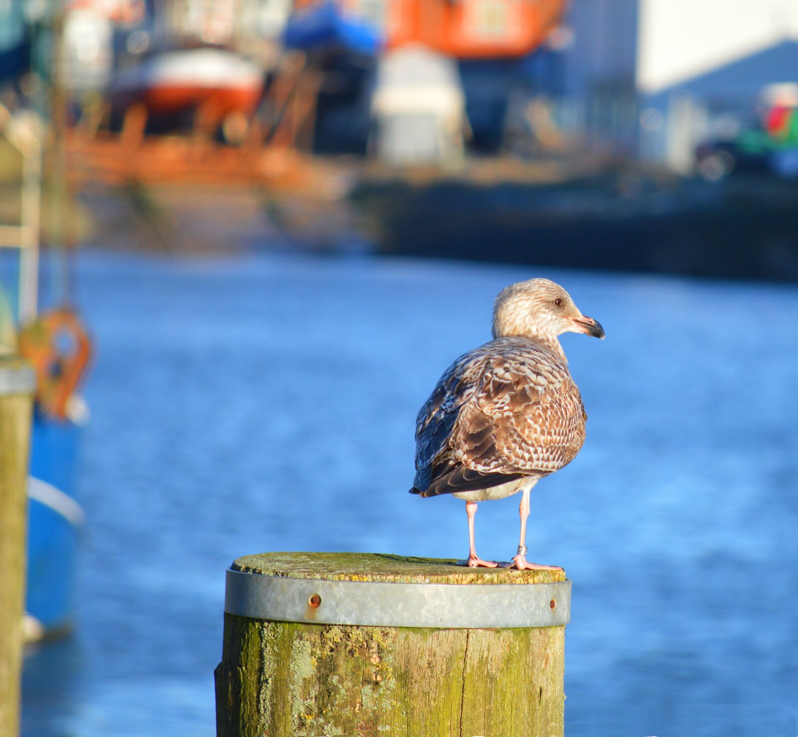 Nikon D3200 sample photo. Seagull, port, water photography