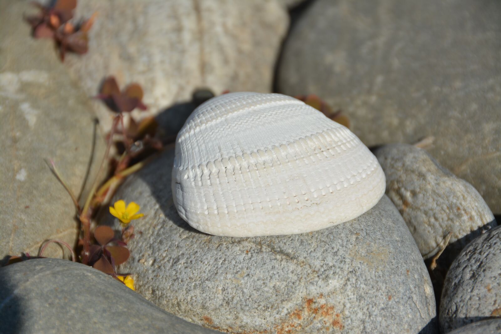 Nikon D7100 sample photo. Shell, pebble, ocean photography